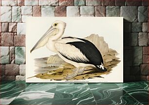Πίνακας, Australian Pelican (Pelecanus conspicillatus) illustrated by Elizabeth Gould (1804–1841) for John Gould’s (1804-1