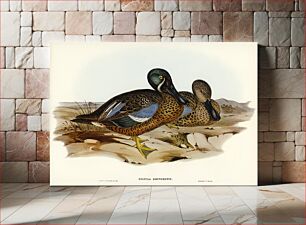 Πίνακας, Australian Shoveller (Spatula Rhynchotis) illustrated by Elizabeth Gould (1804–1841) for John Gould’s