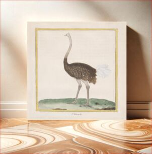 Πίνακας, Autruche (Ostrich)