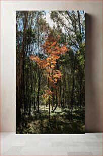 Πίνακας, Autumn Tree in Forest Φθινοπωρινό Δέντρο στο Δάσος