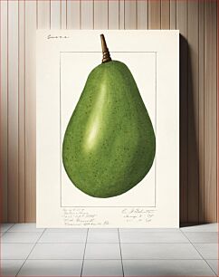Πίνακας, Avocado (Persea) (1916) by Amada Almira Newton