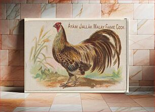 Πίνακας, Ayam Jallak Malay Game Cock, from the Prize and Game Chickens series (N20) for Allen & Ginter Cigarettes