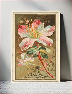 Πίνακας, Azalia (Azalea Indica), from the Flowers series for Old Judge Cigarettes issued by Goodwin & Company