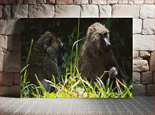 Πίνακας, Baboons in Natural Habitat Μπαμπουίνοι σε φυσικό βιότοπο