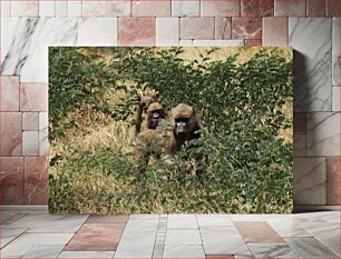 Πίνακας, Baboons in the Bush Baboons in the Bush