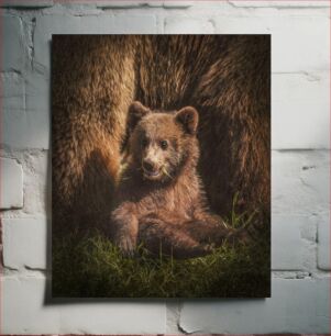 Πίνακας, Baby Bear in the Wild Baby Bear in the Wild