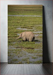 Πίνακας, Baby Elephant in the Grasslands Μωρό ελέφαντα στα λιβάδια