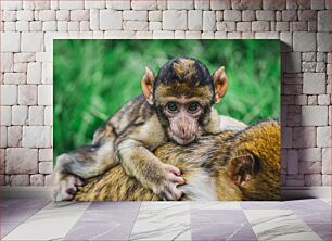 Πίνακας, Baby Monkey with Mother Μωρό μαϊμού με μητέρα