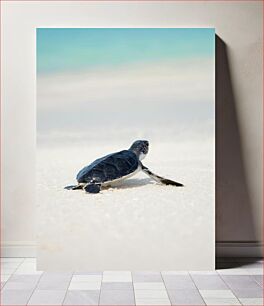 Πίνακας, Baby Sea Turtle on Beach Μωρό θαλάσσιας χελώνας στην παραλία