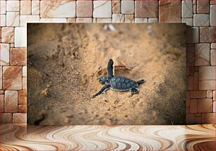 Πίνακας, Baby Turtle on the Sand Μωρό Χελώνα στην Άμμο