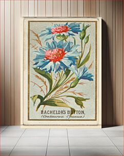 Πίνακας, Bachelor's Button (Centaurea Cyanus), from the Flowers series for Old Judge Cigarettes