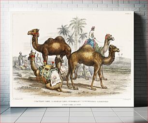 Πίνακας, Bactrian Camel, Arabian Camel Or Dromedary, Dromedaries Caparisoned, and Post Camel of India. A History of the Earth and Animated Nature (1820) by Oliver Goldsmith (1730-1774)