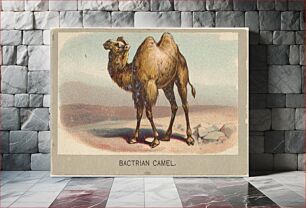 Πίνακας, Bactrian Camel, from the Animals of the World series (T180), issued by Abdul Cigarettes