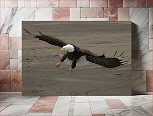 Πίνακας, Bald Eagle in Flight Φαλακρός αετός σε πτήση