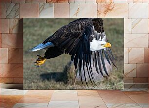 Πίνακας, Bald Eagle in Flight Φαλακρός αετός σε πτήση