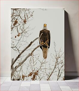 Πίνακας, Bald Eagle in the Trees Φαλακρός αετός στα δέντρα