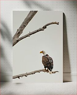 Πίνακας, Bald Eagle on Branch Φαλακρός αετός στο κλαδί