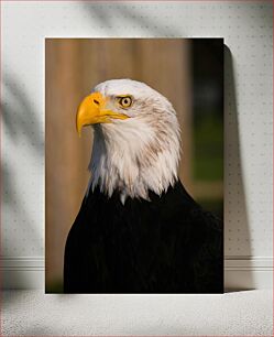 Πίνακας, Bald Eagle Portrait Πορτρέτο Φαλακρού Αετού