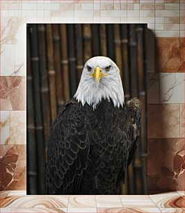 Πίνακας, Bald Eagle with Intense Gaze Φαλακρός Αετός με Έντονο Βλέμμα