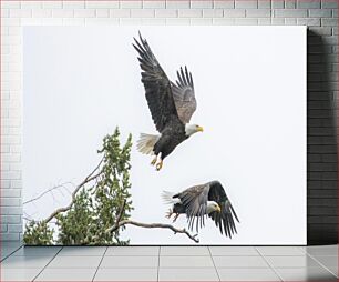 Πίνακας, Bald Eagles in Flight Φαλακρός αετός σε πτήση