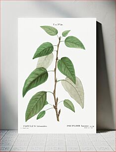 Πίνακας, Balsam poplar (Populus balsamifera) from Traité des Arbres et Arbustes que l’on cultive en France en pleine terre (1801–1819) by Pierre-Joseph Redout&ea