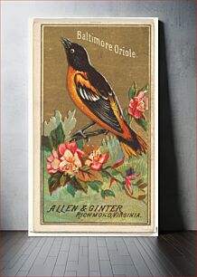 Πίνακας, Baltimore Oriole, from the Birds of America series (N4) for Allen & Ginter Cigarettes Brands, issued by Allen & Ginter