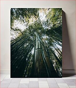 Πίνακας, Bamboo Forest Canopy Μπαμπού δάσος κουβούκλιο
