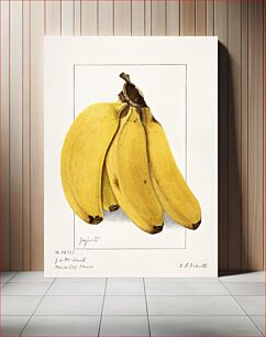 Πίνακας, Bananas (Musa) (1904) by Ellen Isham Schutt