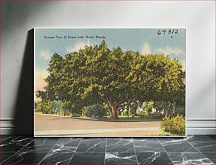 Πίνακας, Banyan tree, Q Street, Lake Worth, Florida