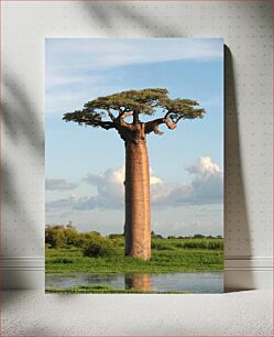 Πίνακας, Baobab Tree in Natural Habitat Δέντρο Baobab σε φυσικό βιότοπο
