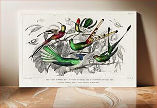 Πίνακας, Bar-Tailed Humming Bird, Stoke Humming Bird, Underwood's Humming Bird, Gould's Humming Bird, and Topaz Throated Humming Bird. A History of the Earth and Animated Nature (1820) by Oliver Gold