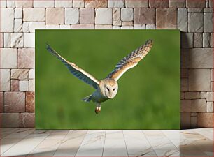 Πίνακας, Barn Owl in Flight Κουκουβάγια αχυρώνα σε πτήση
