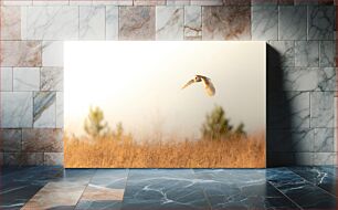 Πίνακας, Barn Owl in Flight over Meadow Κουκουβάγια αχυρώνα σε πτήση πάνω από το λιβάδι