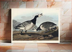 Πίνακας, Barnacle Goose from Birds of America (1827) by John James Audubon, etched by William Home Lizars