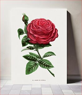 Πίνακας, Baron of Gonella rose, vintage flower illustration by François-Frédéric Grobon