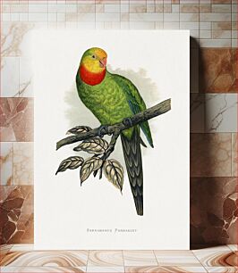 Πίνακας, Barraband's Parakeet (Polytelis swainsonii) colored wood-engraved plate by Alexander Francis Lydon