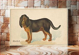 Πίνακας, Beagle, from the Dogs of the World series for Old Judge Cigarettes