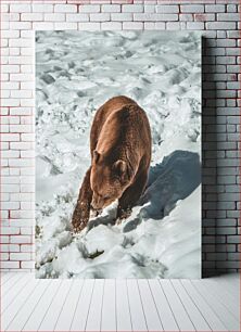 Πίνακας, Bear in Snow Αρκούδα στο χιόνι