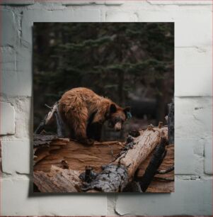 Πίνακας, Bear in the Forest Αρκούδα στο Δάσος
