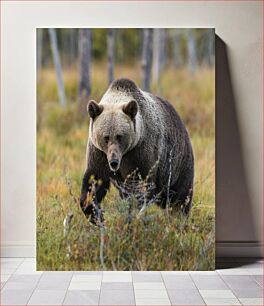 Πίνακας, Bear in the Wild Bear in the Wild