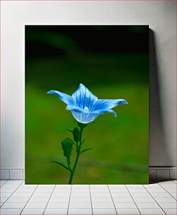 Πίνακας, Beautiful Blue Flower Όμορφο μπλε λουλούδι