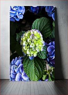 Πίνακας, Beautiful Hydrangea Blooms Όμορφη ορτανσία