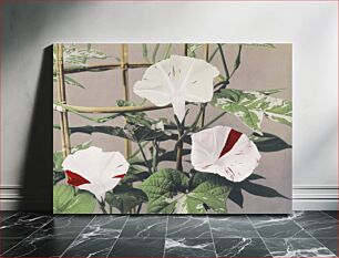 Πίνακας, Beautiful photomechanical prints of Striped Bindweed Flowers (1887–1897) by Ogawa Kazumasa