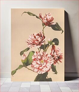 Πίνακας, Beautiful photomechanical prints of Striped Camellias (1887–1897) by Ogawa Kazumasa