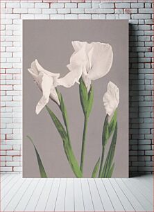 Πίνακας, Beautiful photomechanical prints of White Irises (1887–1897) by Ogawa Kazumasa