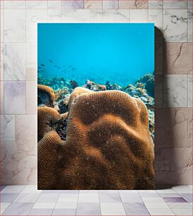 Πίνακας, Beautiful Underwater Coral Reef Όμορφος υποβρύχιος κοραλλιογενής ύφαλος