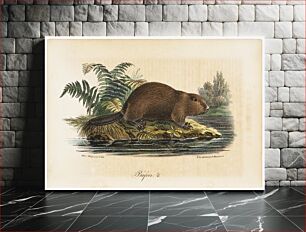 Πίνακας, Beaver, illustration for tidskrift för jägare och naturforskare (no. 4/1834, p.865), 1834, Wilhelm von Wright