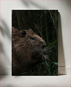 Πίνακας, Beaver in the Wild Κάστορας στην άγρια ​​φύση