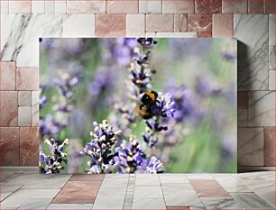Πίνακας, Bee on Lavender Flower Μέλισσα στο λουλούδι λεβάντας