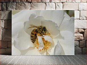 Πίνακας, Bee on White Flower Μέλισσα σε λευκό λουλούδι